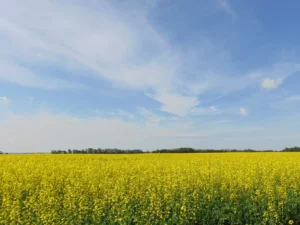 Open field on a sunny day in Camrose County, Alberta, Canada.