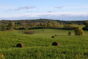 Open field with hay bales with trees and blue sky in the background.