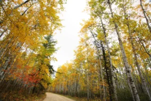 Upward view of tall, Autumn trees along either side of a gravel road.