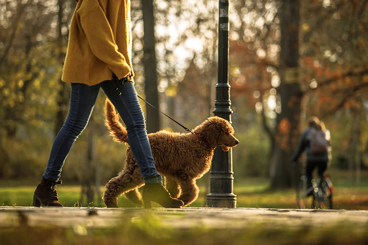 Woman walking their dog in a park in Autumn.